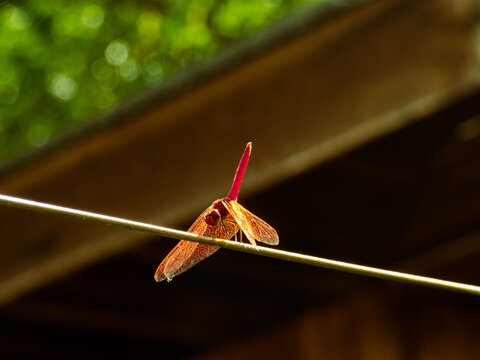 Dragonfly
