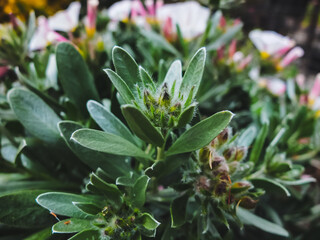 Obraz premium Plant leaves