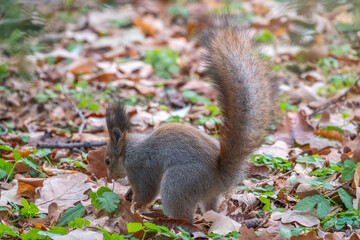 Squirrel in autumn hides nuts on the green grass with fallen yellow leaves