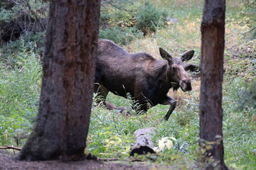 The Nature of a Mother Ready To Protect Her Young