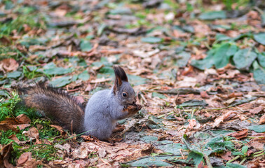 Autumn squirrel with nut on green grass with fallen yellow leaves