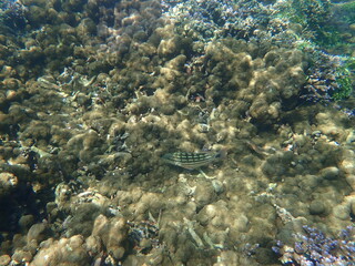 スリランカ　ピジョン島国立公園の魚