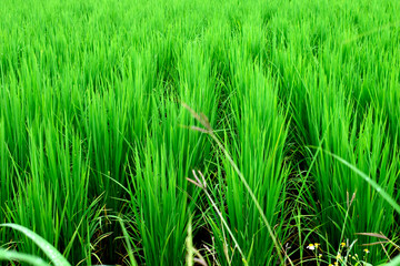 The rice fields are growing beautiful green leaves during the rainy season.