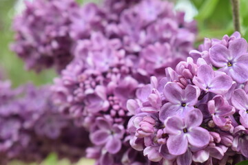 lilac flowers in the garden