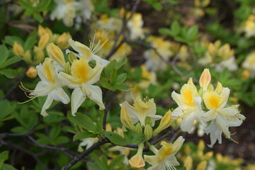 yellow flowers in the garden