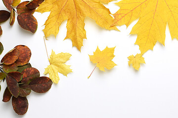 Autumn composition from bright autumn leaves. Frame from autumn leaves on a white background. Flat lay, top view, copy space for text.