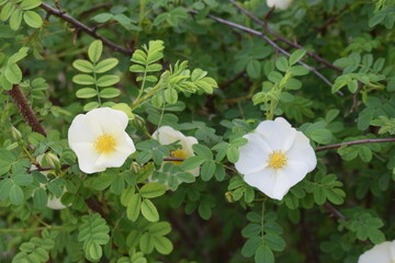 flowers in the garden