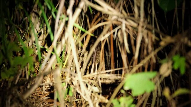 Seen within the thick of the grass shaking, scratching its body and licking itself then it walks away deep into the grass; Leopard Cat, Prionailurus bengalensis, Thailand.