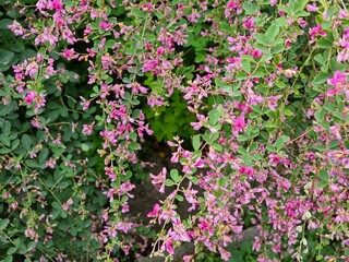 Fototapeta premium pink and white flowers