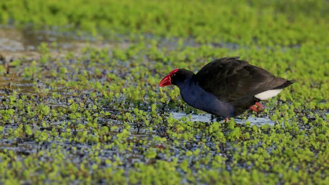 a slow motion clip of a purple swamphen feeding at a wetland on the central coast of nsw, australia