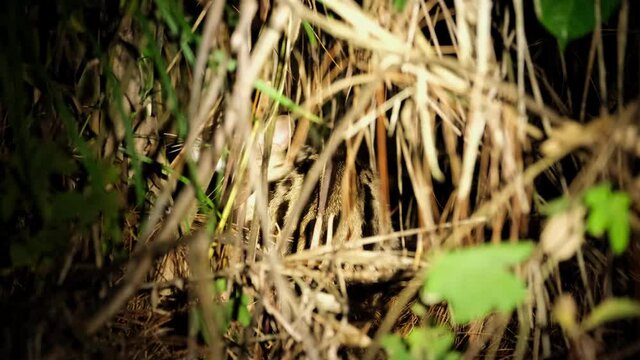 Seen within the thick of the grass scratching; Leopard Cat, Prionailurus bengalensis, Thailand.