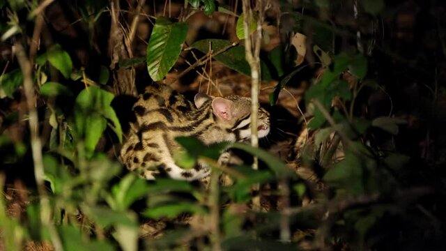 Facing to its left scratching its neck with it left front paw; Leopard Cat, Prionailurus bengalensis, Thailand.