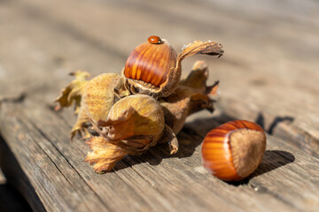 Fototapeta premium husk hazelnut leaves unpeeled. hazelnuts peel. harvesting concept.