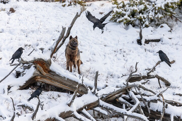 Wolf and Ravens in Yellowstone National Park