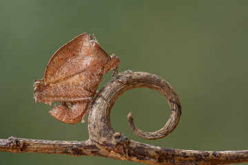 Close Up of Little Catydid 