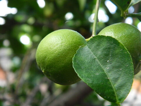 Un par de limones con fondo desenfocado de un &aacute;rbol

