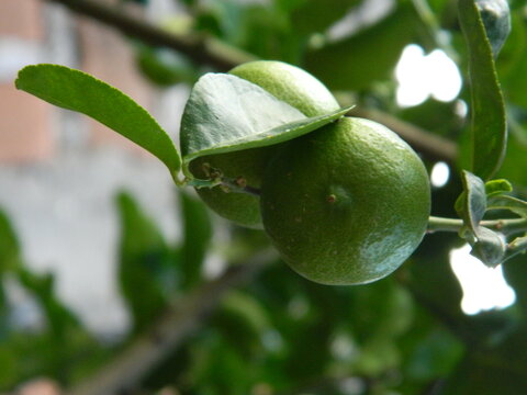 Un par de limones detr&aacute;s de unas hojas con fondo desenfocado 