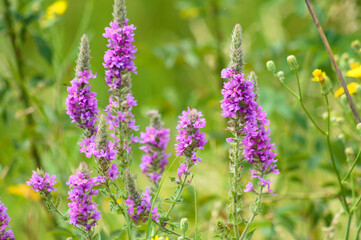 Purple loosestrife flowers closeup view with green blurry background
