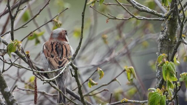 Haussperling (Passer domesticus)