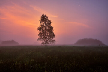 Fototapeta na wymiar Colorful sunrise and foggy sky behind single birch tree in a grass field.