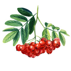 Rowan berries branch with green leaves Watercolor painting illustration isolated on white background.