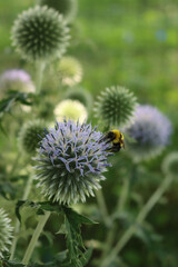 Apis mellifera on Echinops ritro flowers in the garden. Honey bee on blue globe thistles plants on summer