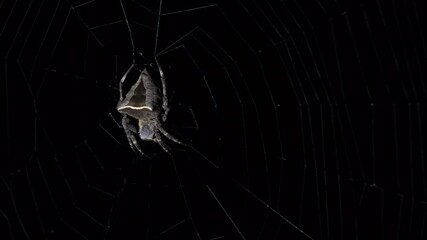 Legs spread apart while on its web then it keeps its legs together to stretch the web and also make itself smaller, Abandoned-web Orb-Weaver, Parawixia dehaani, Kaeng Krachan National Park, Thailand. - Powered by Adobe