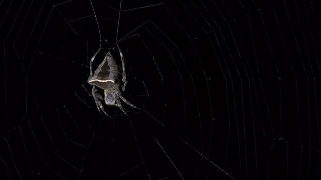 Legs spread apart while on its web then it keeps its legs together to stretch the web and also make itself smaller, Abandoned-web Orb-Weaver, Parawixia dehaani, Kaeng Krachan National Park, Thailand.