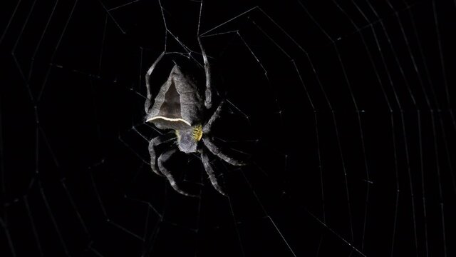 Seen in the middle of its web, legs spread apart ready to pounce on its prey, Abandoned-web Orb-Weaver, Parawixia dehaani, Kaeng Krachan National Park, Thailand.