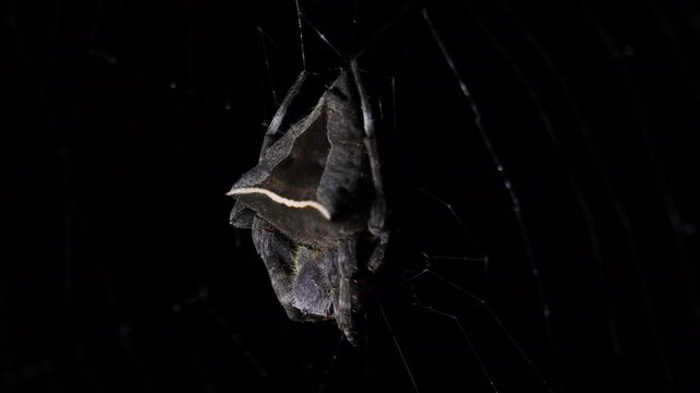 A close up footage of this individual moving with the wind while waiting for a prey to get trapped; Abandoned-web Orb-Weaver, Parawixia dehaani, Kaeng Krachan National Park, Thailand.