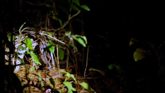 Seen walking quietly in the forest while being followed by a light; Leopard Cat, Prionailurus bengalensis, Thailand.