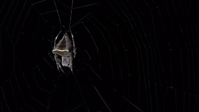 Seen on its web being moved by a gentle wind and moving its leg from a strand of web to gather itself together; Abandoned-web Orb-Weaver, Parawixia dehaani, Kaeng Krachan National Park, Thailand.