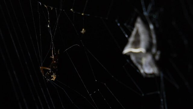 A Cockroach struggles and almost falls off from the web while the Spider keeps its cool, Abandoned-web Orb-Weaver, Parawixia dehaani, Kaeng Krachan National Park, Thailand.