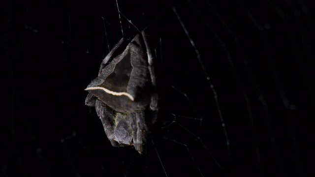 Seen from its side view moving with the wind as revealed with some light, Abandoned-web Orb-Weaver, Parawixia dehaani, Kaeng Krachan National Park, Thailand.