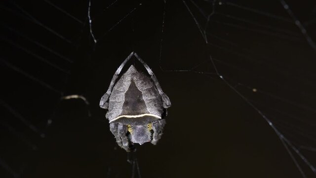 Seen shaking to the left and right with some wind while light turns on and off, Abandoned-web Orb-Weaver, Parawixia dehaani, Kaeng Krachan National Park, Thailand.