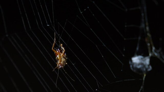 A forest cockroach hanging on the web moving with the wind, a prey on the right already covered with silk; Abandoned-web Orb-Weaver, Parawixia dehaani, Kaeng Krachan National Park, Thailand.