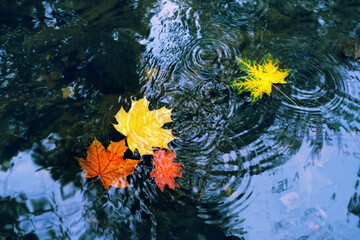 colorful bright autumn leaves in water. autumn atmosphere image, natural background. fall season concept. top view