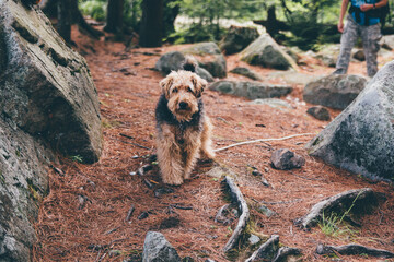 Beautiful dog in Maine