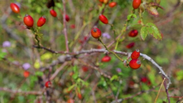 A branch with red rosehip berries swings in the wind on a blurry background.
