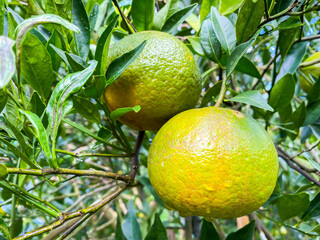 Ripe and fresh oranges hanging on branch