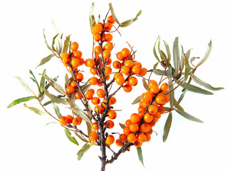 sea buckthorn berries on a branch on a white background