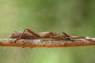 The Other Spesies of Mantis
