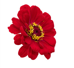 Isolated red zinnia flower on white background