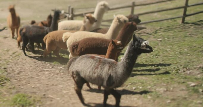 Herd of llamas runing out of their fenced pen to graze outside on a sunny day. alpaca