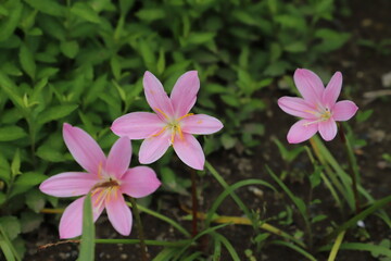 初夏の庭に咲くゼフィランサスのピンク色の花