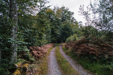 Fototapeta premium Virage forestier