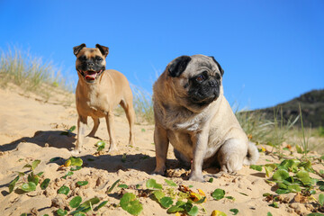 Obraz premium two pug dogs sitting on the sand near plants on the beach