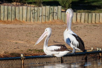 Australian Pelicans, Lake Burley Griffin, ACT, September 2021