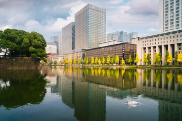 Fototapeta na wymiar Serene scene with a swan in autumn and reflections in water at the lake surrounding the fortified walls of Tokyo Imperial Palace in Chiyoda City business district in Tokyo, Japan.