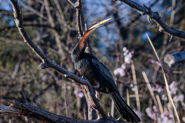 Australasian Darter male, Lake Burley Griffin, ACT, September 2021